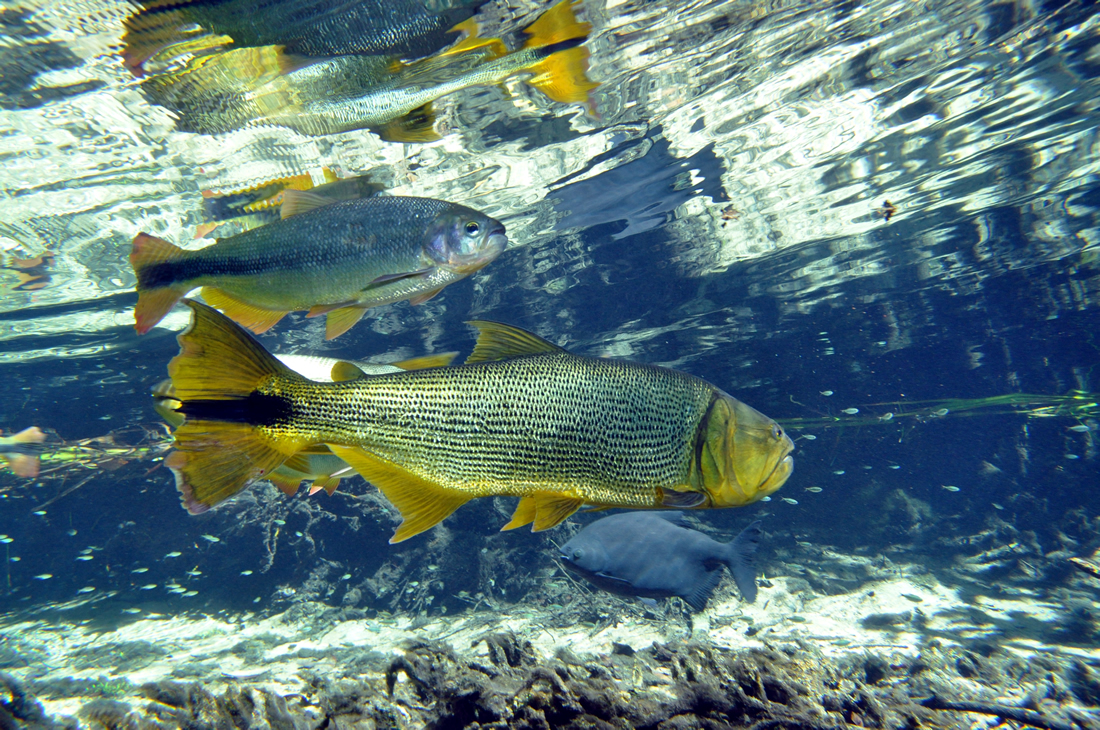 Rio da Prata Flutuação