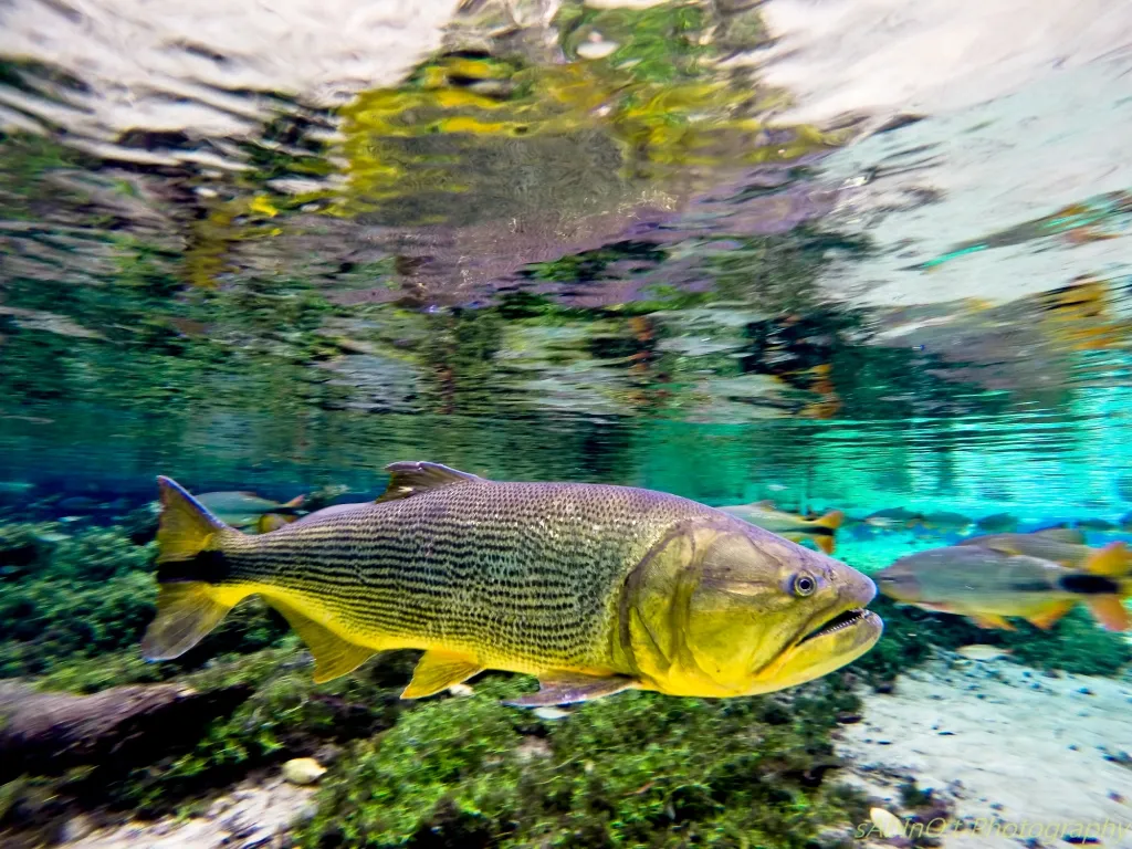 Rio da Prata Flutuação
