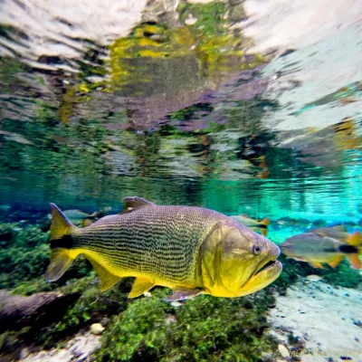 Rio da Prata Flutuação
